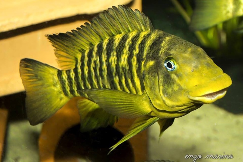 Petrochromis macrognathus 'Katumbi Point'